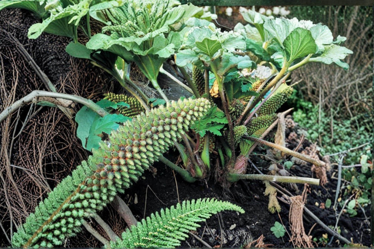 Chilean Rhubarb Seeds – Gunnera tinctoria Perennial Foliage Plant for Garden Landscape & Water Features
