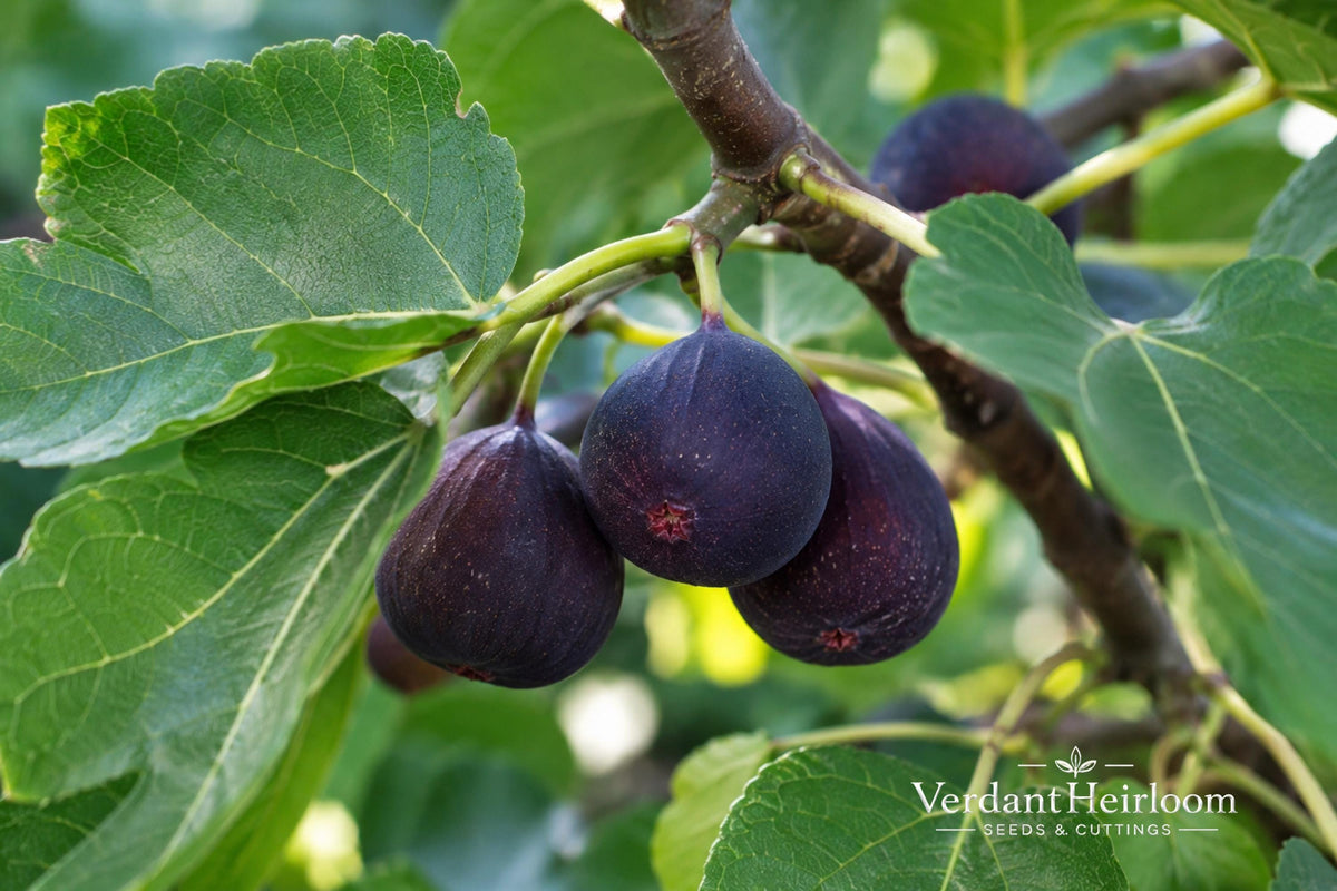 LSU Purple Fig Rooted Cutting – Ficus carica 'LSU Purple' Compact Fruiting Plant for Edible Gardens and Containers