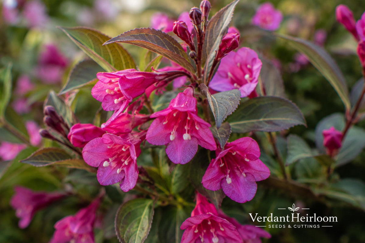 Minuet Weigela Bare Root Shrub – Compact Flowering Plant with Bright Pink Blooms – Weigela florida 'Minuet'