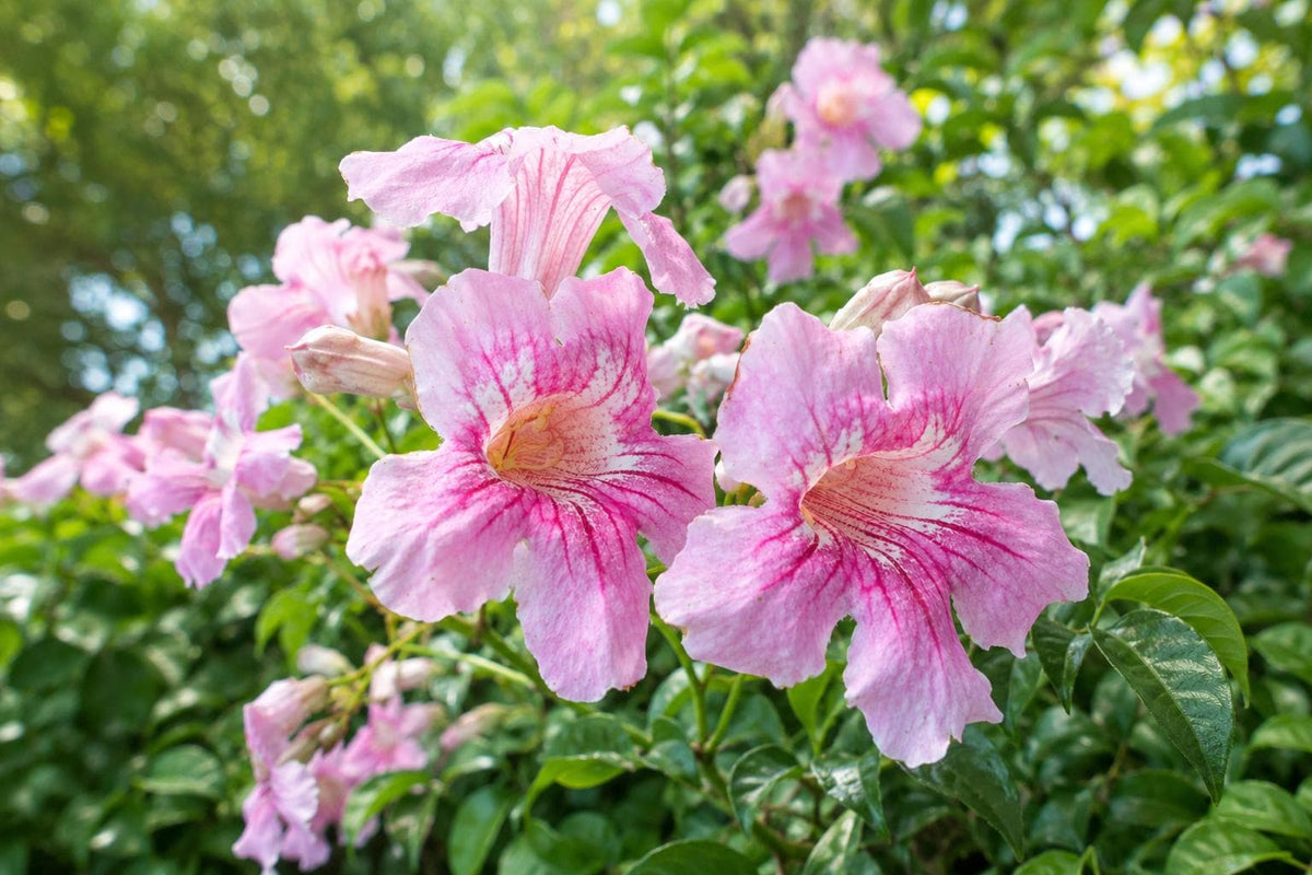Powder Puff Dahlia Bulb Clump – Poodle Skirt Variety, Pink White Blooms, Flowering Tuber for Garden, Landscape, Cut Flowers