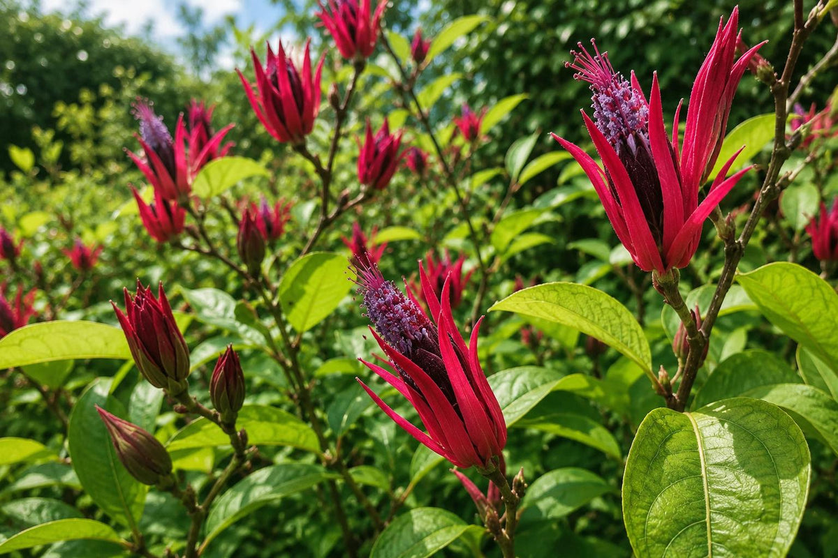 Brazilian Candle Plant - Tropical Pavonia with Red Purple Blooms - Exotic Indoor or Outdoor Flowering Plant - Pavonia lasiopetala