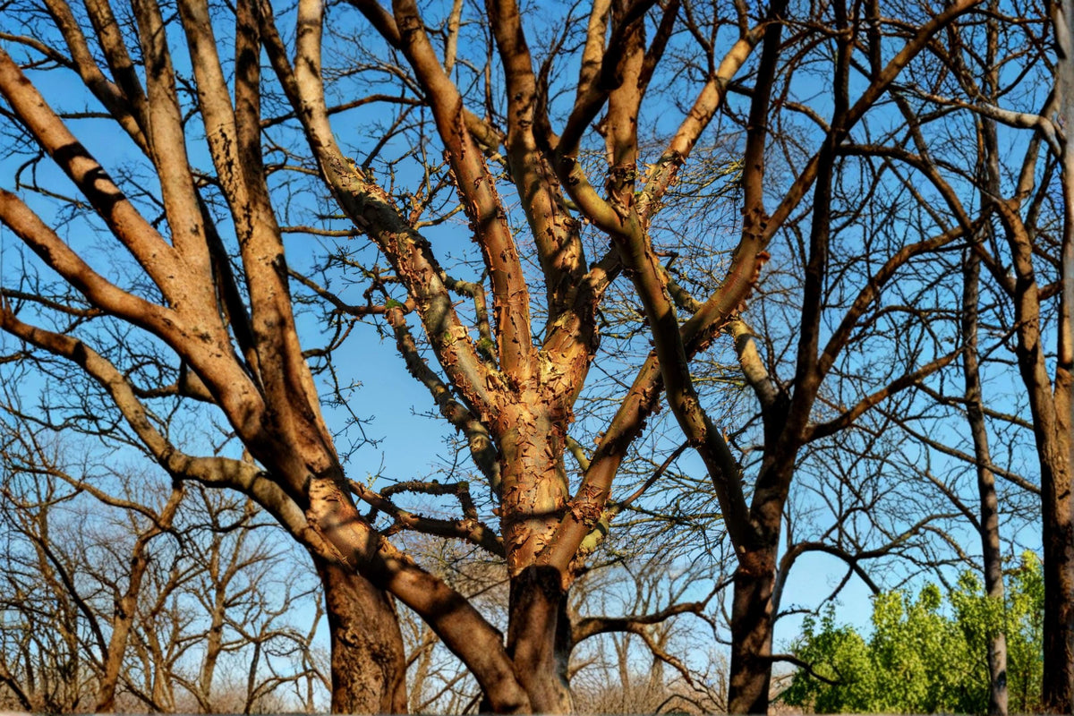 Paperbark Maple Seed Acer griseum, Deciduous Tree for Landscaping, Garden, Outdoor Planting