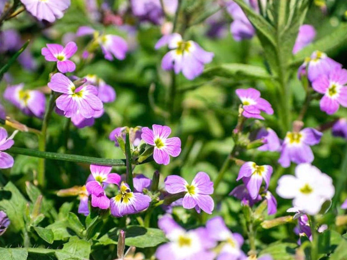 Virginia Stock Flower Seeds | Malcolmia Maritima | Pink, Purple, White | Compact Annual for Borders & Containers