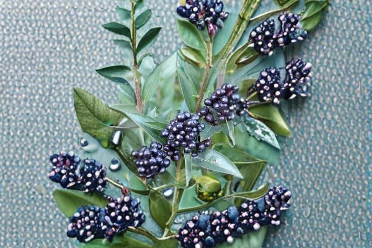 Common Privet Seeds – Ligustrum vulgare, Hedge Shrub, Ornamental Plant, Bush Seeds, Privacy Hedge, Garden Shrub, 30 Seeds