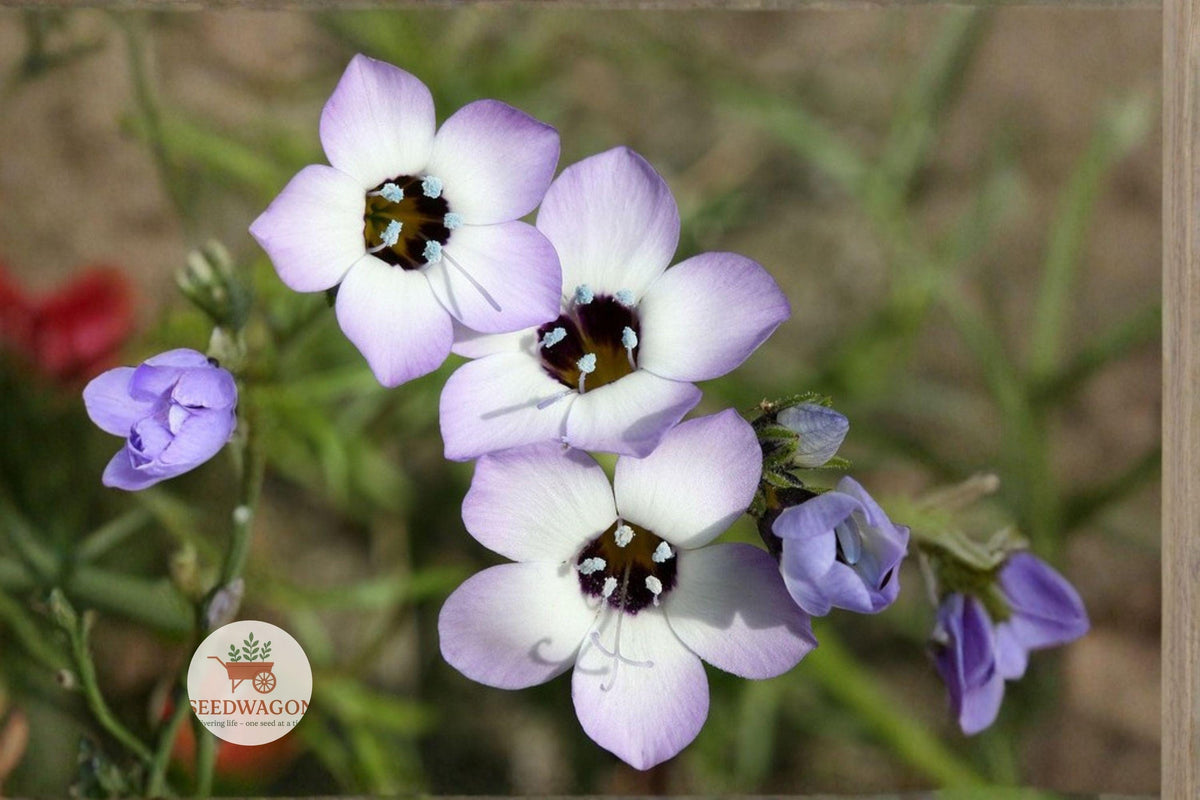 Bird's Eyes Wildflower Seeds – Gilia tricolor, Lavender-Blue Annual Flower for Pollinator Gardens, Borders & Meadows, 100 Seeds