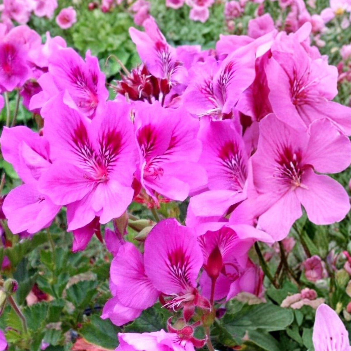 Regal Geranium Cuttings 6 Inches Purple Pink Pelargonium Live Plant Propagation 5 Pack