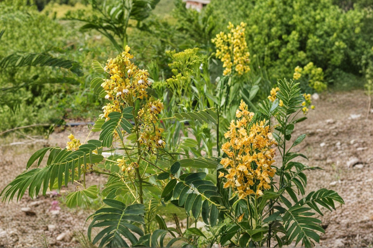 Wild Senna Seeds – Senna hebecarpa Perennial Flower Seeds with Bright Yellow Blooms, Attracts Pollinators, Full Sun, 50 Seeds