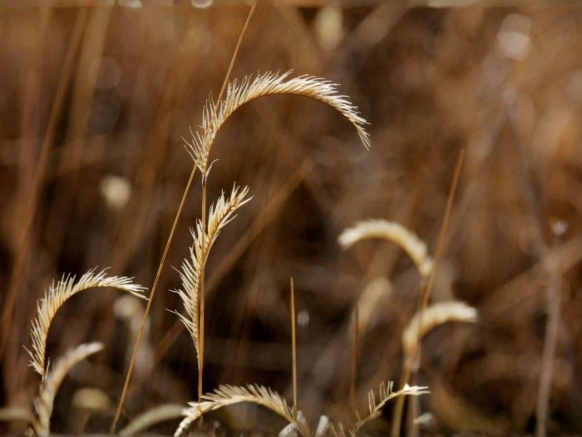 Blue Grama Grass Seeds | Native Ornamental Prairie Grass | Drought Tolerant Bouteloua gracilis for Landscaping