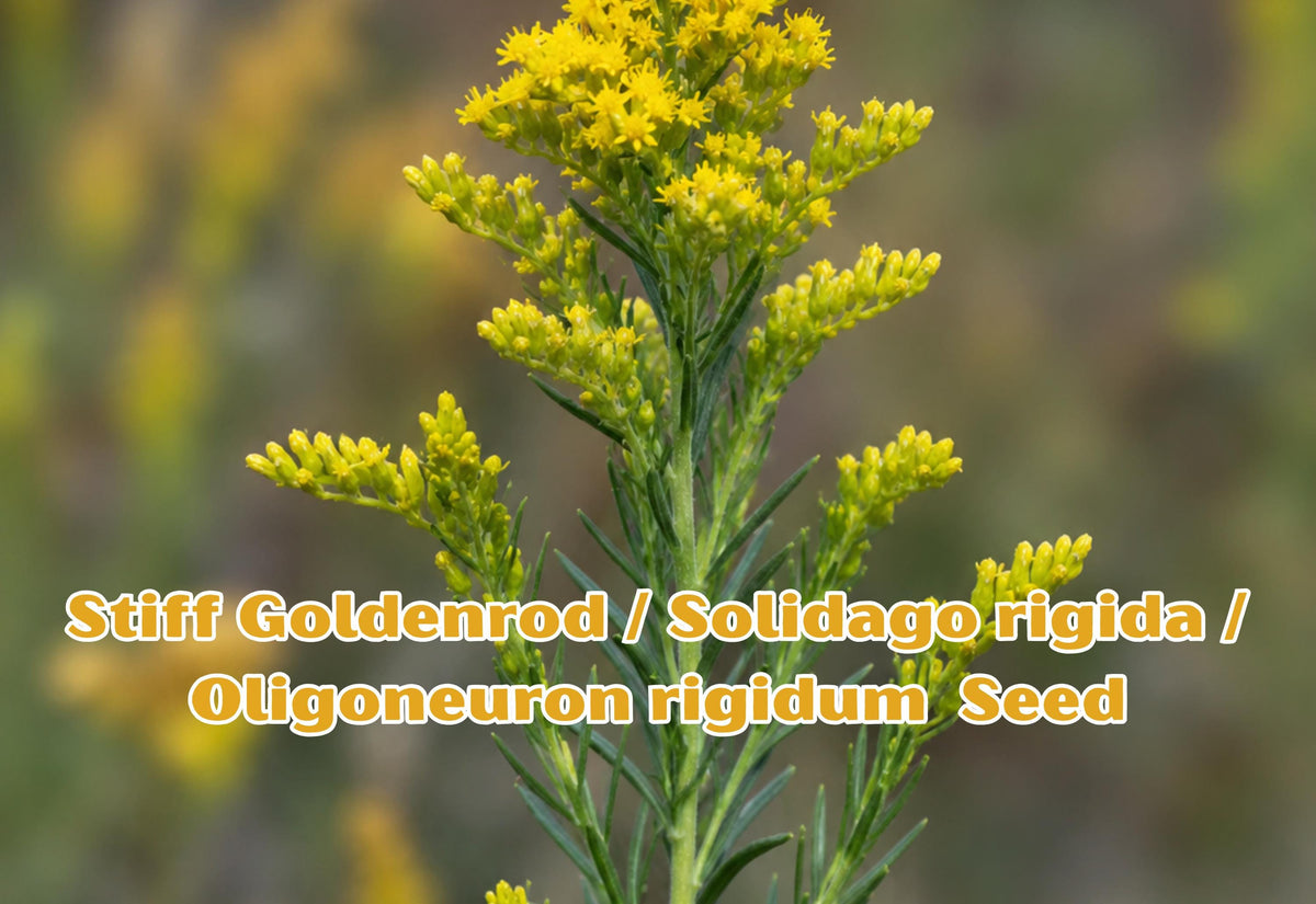 100 Seeds Stiff Goldenrod Wildflower Seeds - Solidago rigida / Oligoneuron rigidum Native Prairie Plant for Gardens, Meadow, Restoration