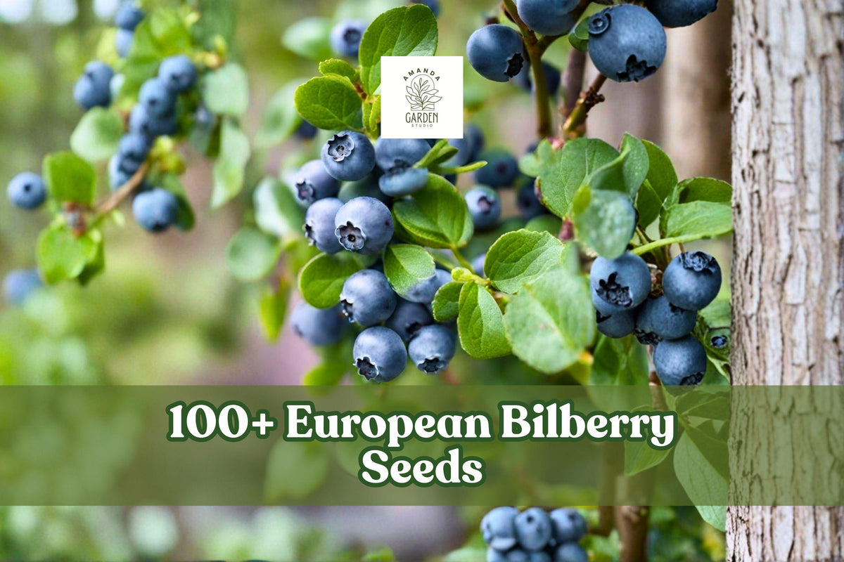 European Bilberry Seeds – Vaccinium myrtillus Lowbush Blueberry, Perennial Shrub, 100+ Seeds for Woodland Gardens