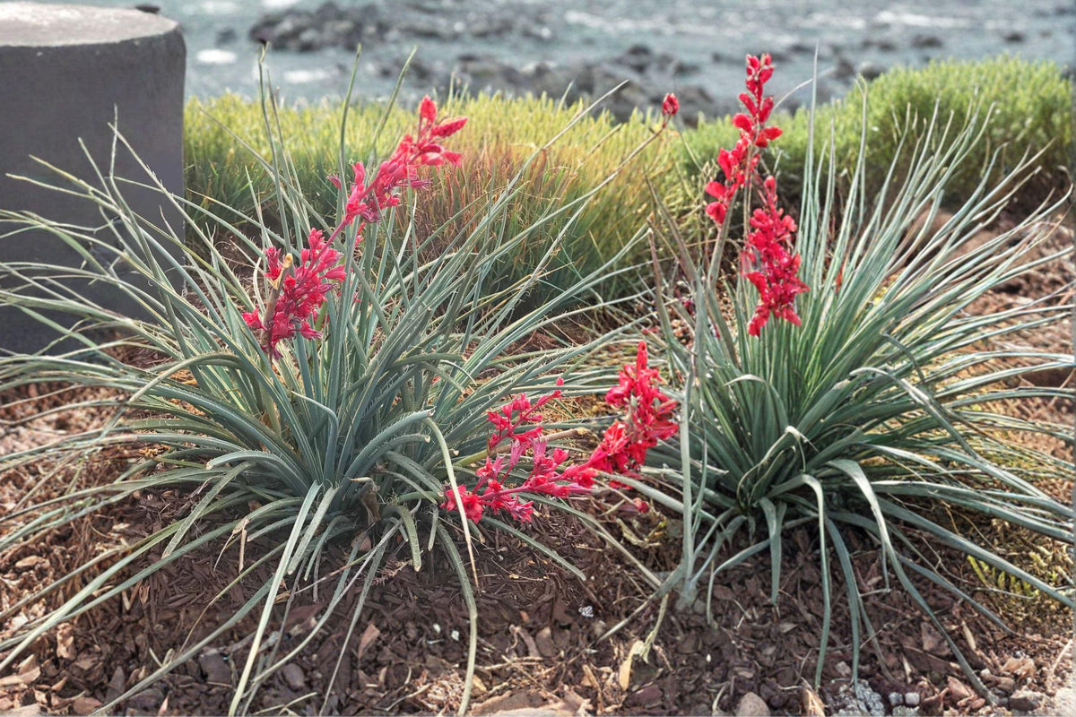 Red Yucca Seeds – Hesperaloe parviflora Perennial Flower Seeds for Drought-Tolerant Gardens, Coral Red Blooms, Full Sun, Low Water