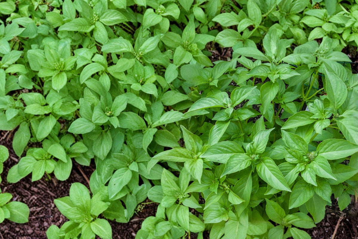 Lemon Basil Seeds – Ocimum basilicum citriodora – Aromatic Herb for Culinary Gardens, Containers, Edible Landscaping, 125 Seeds