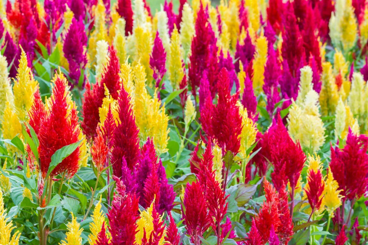 Pampas Plume Celosia Seeds – Celosia plumosa Annual Flower Mix with Feathery Plume Blooms in Red, Cream, Gold, Rose & Bronze