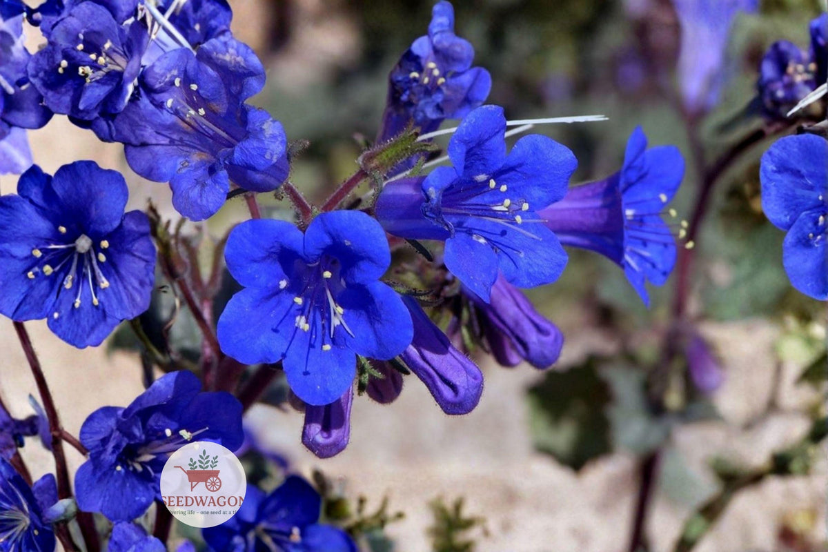 California Bluebells Seeds - Phacelia campanularia - Wildflower Seeds for Borders & Containers - Blue Flower Garden Seeds