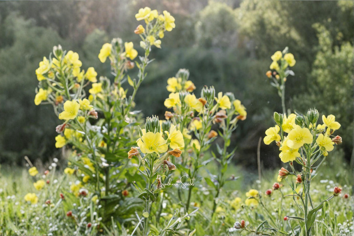 Evening Primrose Seeds – 100 Wildflower Seeds for Planting – Oenothera biennis – Yellow Blooming Perennial for Gardens & Pollinator Gardens