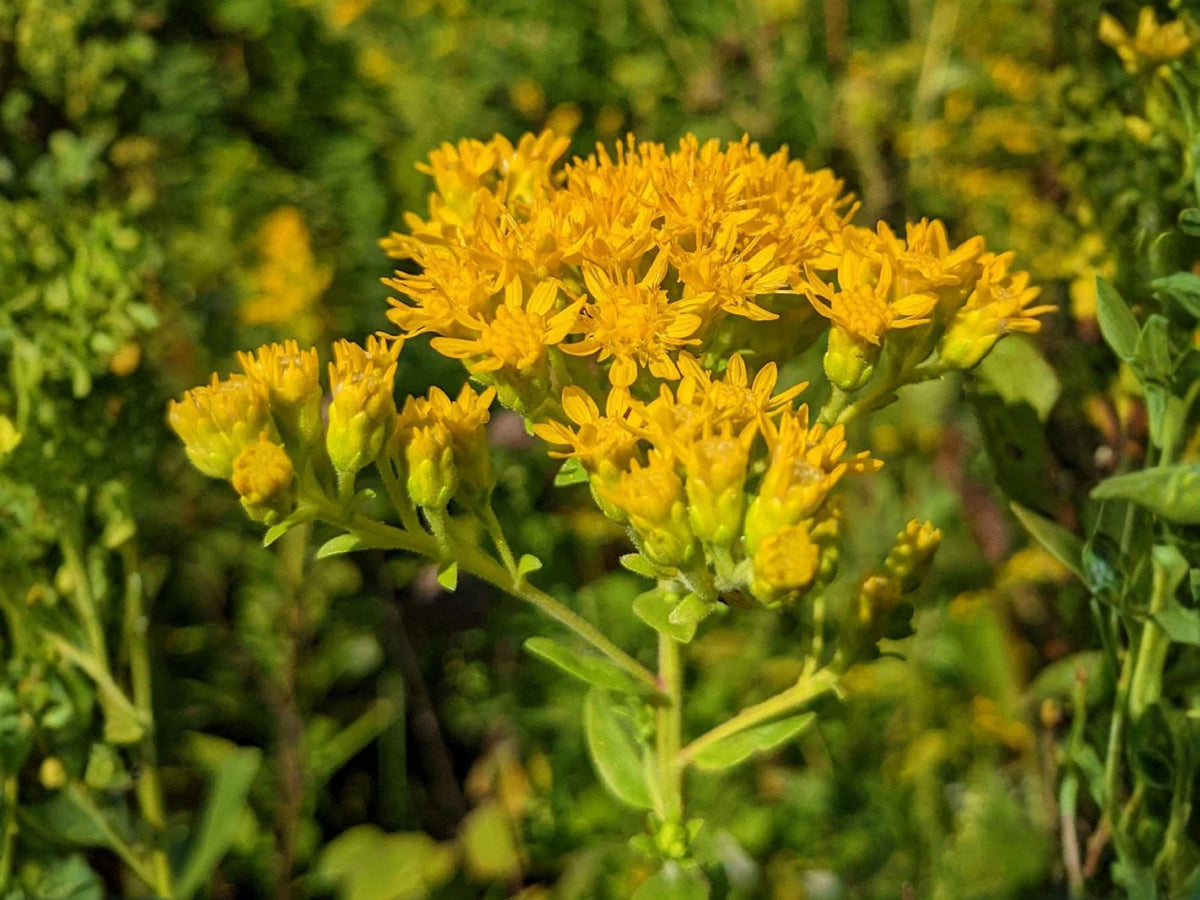 Stiff Goldenrod Seeds – Solidago rigida Wildflower Seeds for Pollinator Gardens, Borders & Meadow Plantings
