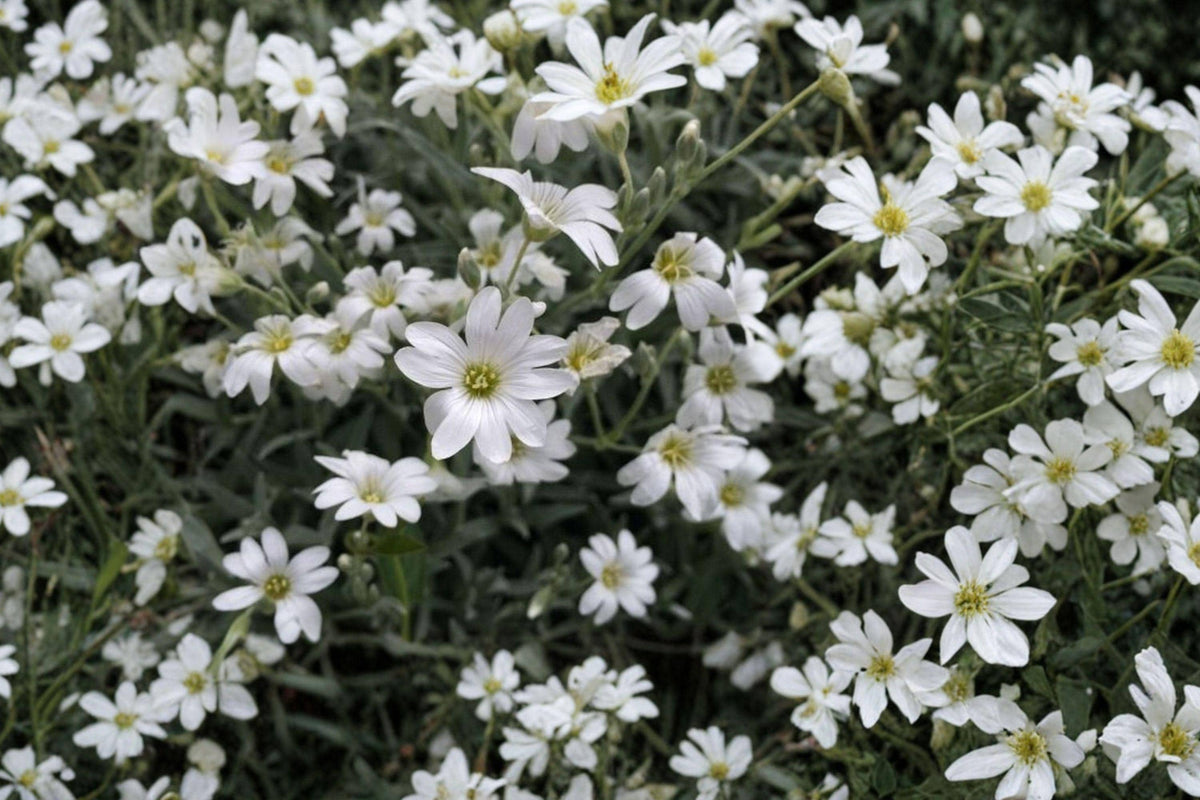 Snow in Summer Seeds - Cerastium tomentosum Perennial Groundcover - White Flowers, Drought Tolerant, Full Sun, 100 Seeds