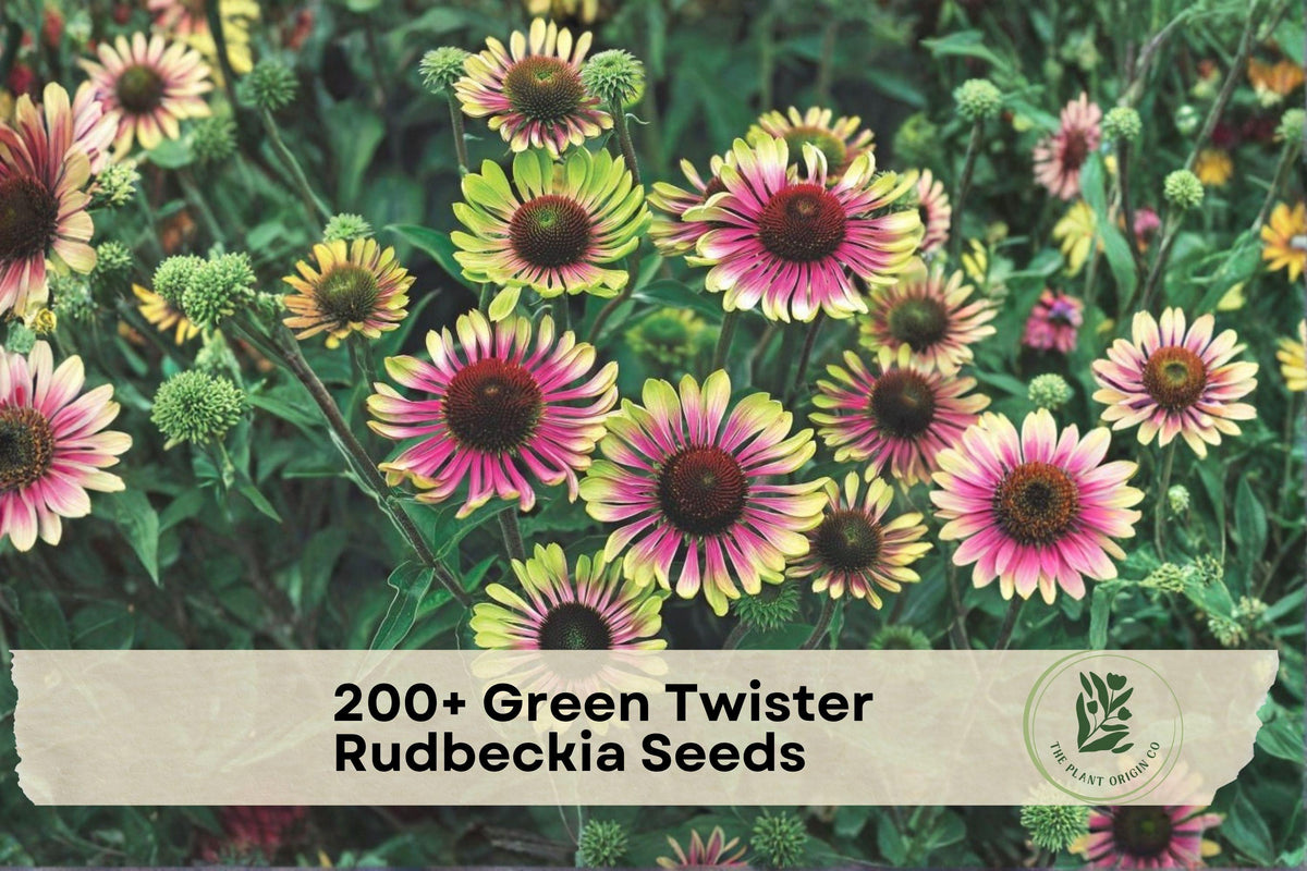 Green Twister Rudbeckia Seeds – 200+ Coneflower-Style Flower Seeds for Sunny Gardens, Borders, Containers, Echinacea/Pollinator Gardens