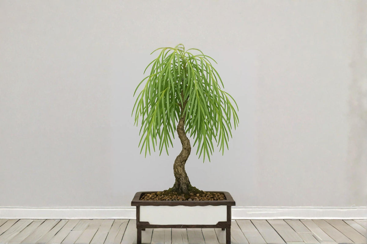 Dwarf Australian Weeping Willow Bonsai Cutting – Salix sp. Live Propagation Starter for Bonsai and Landscaping