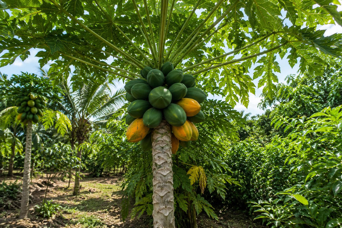 Bare-root Snowflake Minnesota Mocorange Citrus reticulata Sweet Orange Tree for Home Garden, 2 Plants