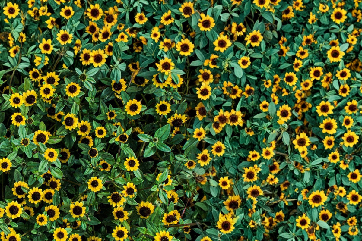 Creeping Zinnia Seeds 150 Sanvitalia procumbens Groundcover Flower Bright Yellow Daisy-Like Blooms