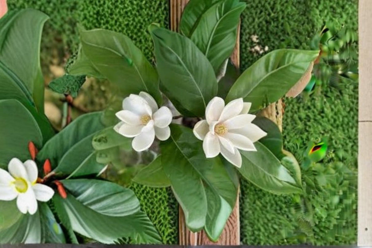 Sweetbay Magnolia Seeds – Magnolia virginiana Flowering Tree with Fragrant White Flowers, Ornamental Landscape Plant