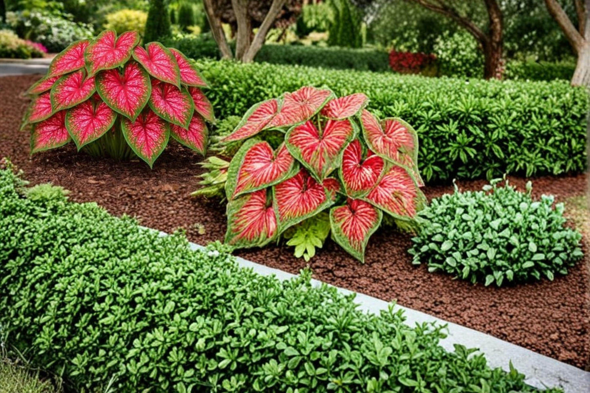 Crimson Sky Caladium Bulbs – Caladium bicolor Tropical Foliage Plant for Shade Gardens & Containers