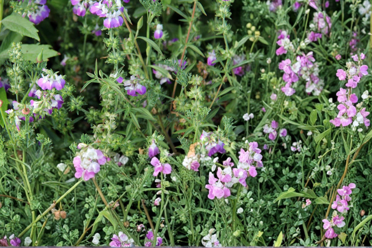 Chinese Houses Seeds – Collinsia heterophylla – Lavender and White Annual Wildflower for Cottage Gardens and Pollinator Gardens