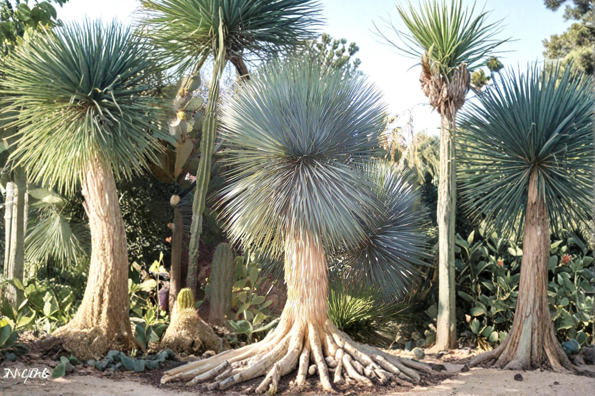 Beaked Yucca Seeds – Yucca rostrata Desert Plant, Drought Tolerant, Ornamental Succulent, Blue Foliage, Rock Garden Plant