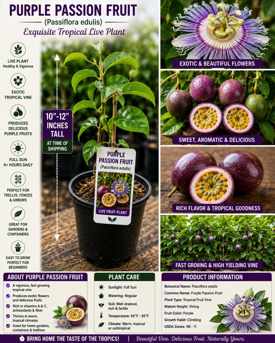 Purple Passion Fruit Live Plant – Passiflora edulis – Edible Tropical Vine, Climbing Plant, 10–12 Inches Tall