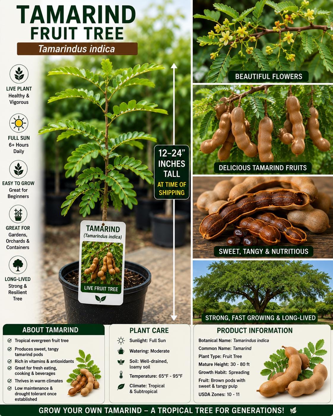 Tamarind Live Fruit Tree 12–24 Inches Tall – Tamarindus indica – Tropical Edible Landscape Plant