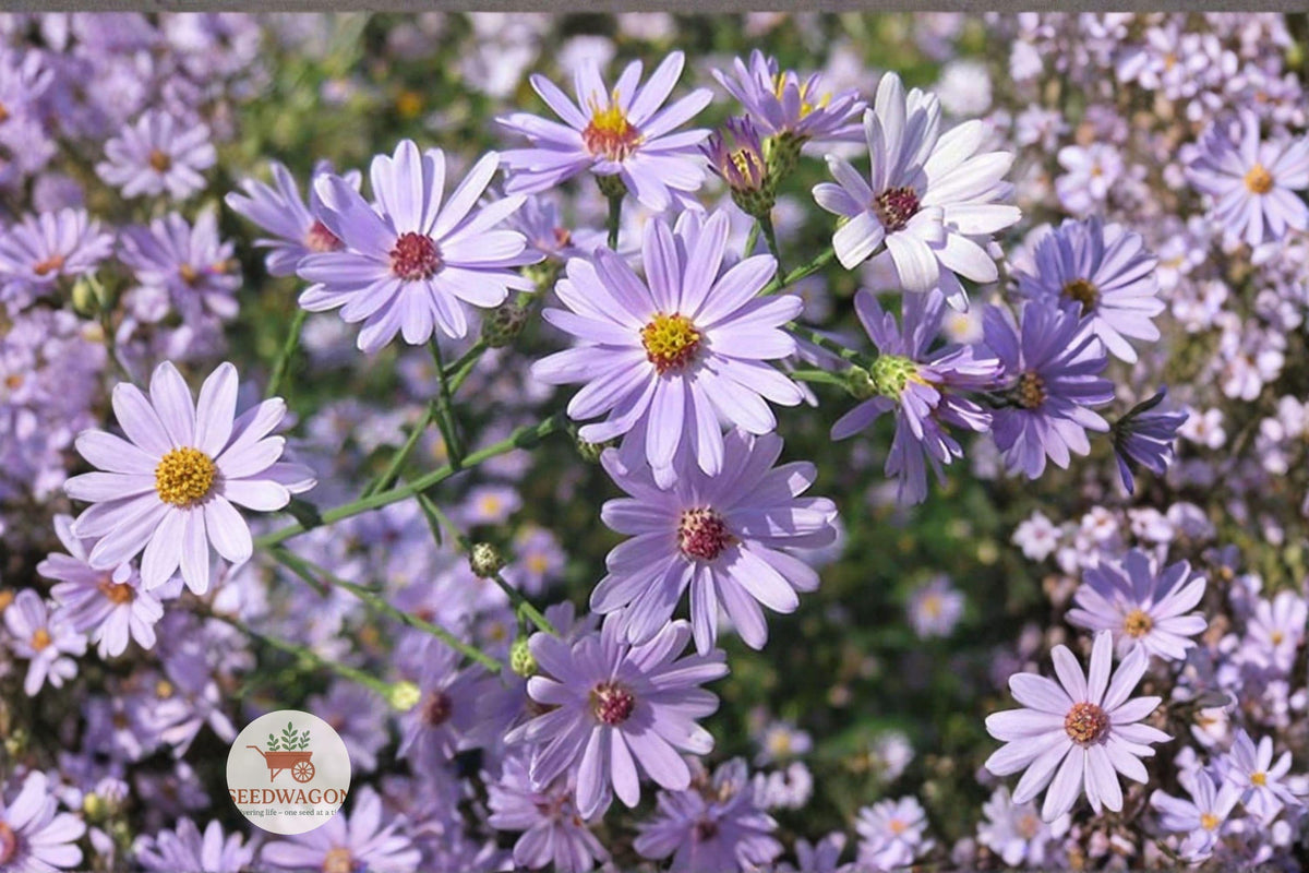 Swamp Aster Seeds, Symphyotrichum puniceum, Native Wildflower, Lavender-Purple, Pollinator-Friendly Perennial, Wetland Plant