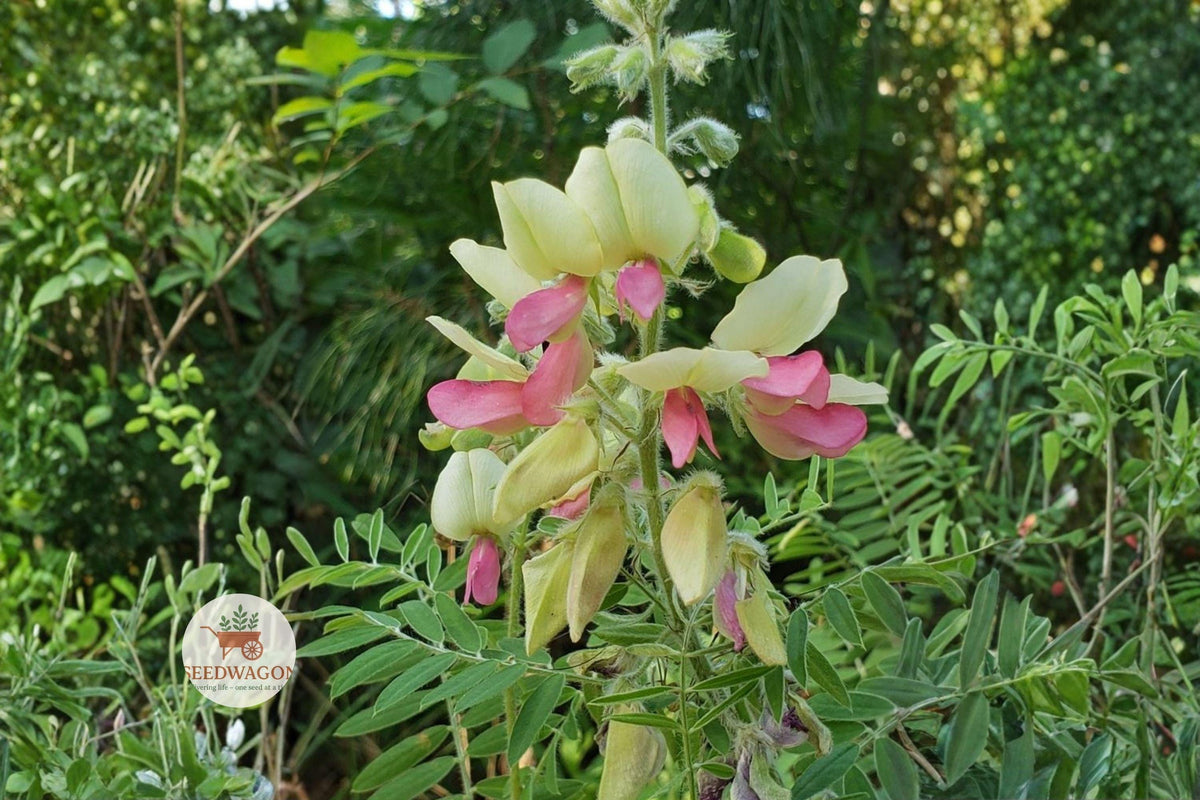 Goats Rue Seeds, Native Wildflower, Drought-Tolerant Perennial, Tephrosia virginiana, Pollinator-Friendly, Prairie Plant, 10 Seeds
