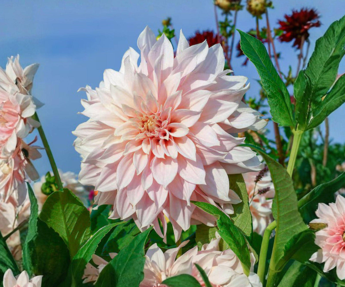 Dahlia Cafe au Lait Royal Tubers – Giant Cream Pink Flowers, Summer Fall Garden Plants, Cut Flowers, Decorative Perennial