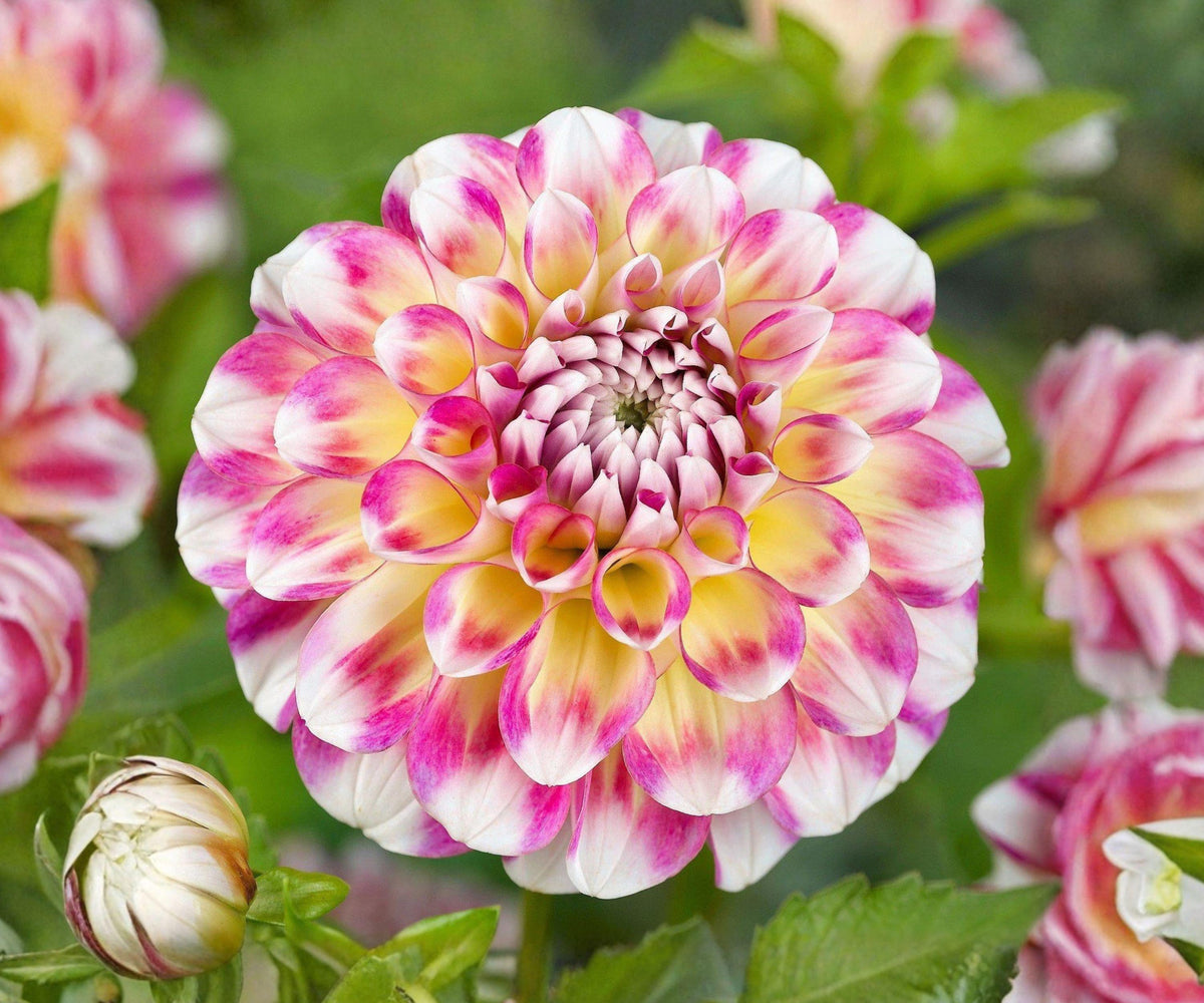 Dahlia Hawaii Tubers – Multicolor Pink Purple Yellow Flowering Bulbs for Summer Fall Garden & Cut Flowers