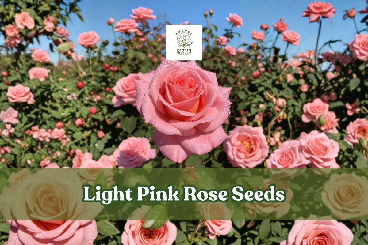 Light Pink Rose Seeds, Heirloom Rosa spp., Non-GMO, Perennial Flower Seeds for Garden, Cottage & Cut Flower Borders