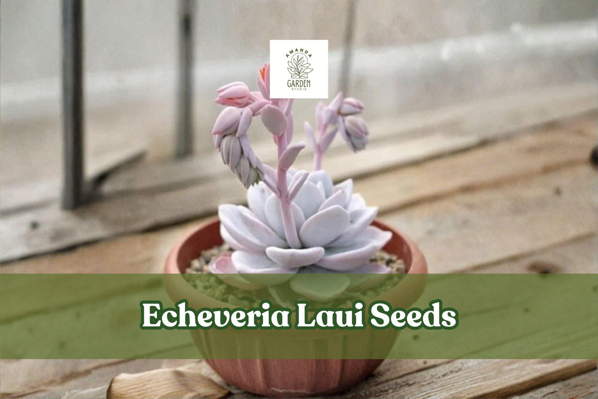100 Echeveria Laui Seeds - Pink Rosette Succulent, Ornamental Non-GMO Indoor Outdoor Plant Seeds