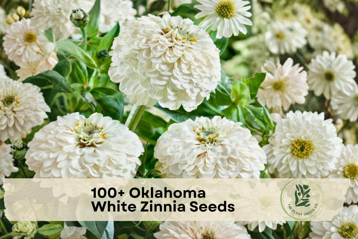 100+ Oklahoma White Zinnia Seeds, Zinnia elegans, White Flowers, Annual, Garden, Container, Flower Bed, Border, Sunny Outdoor Plant