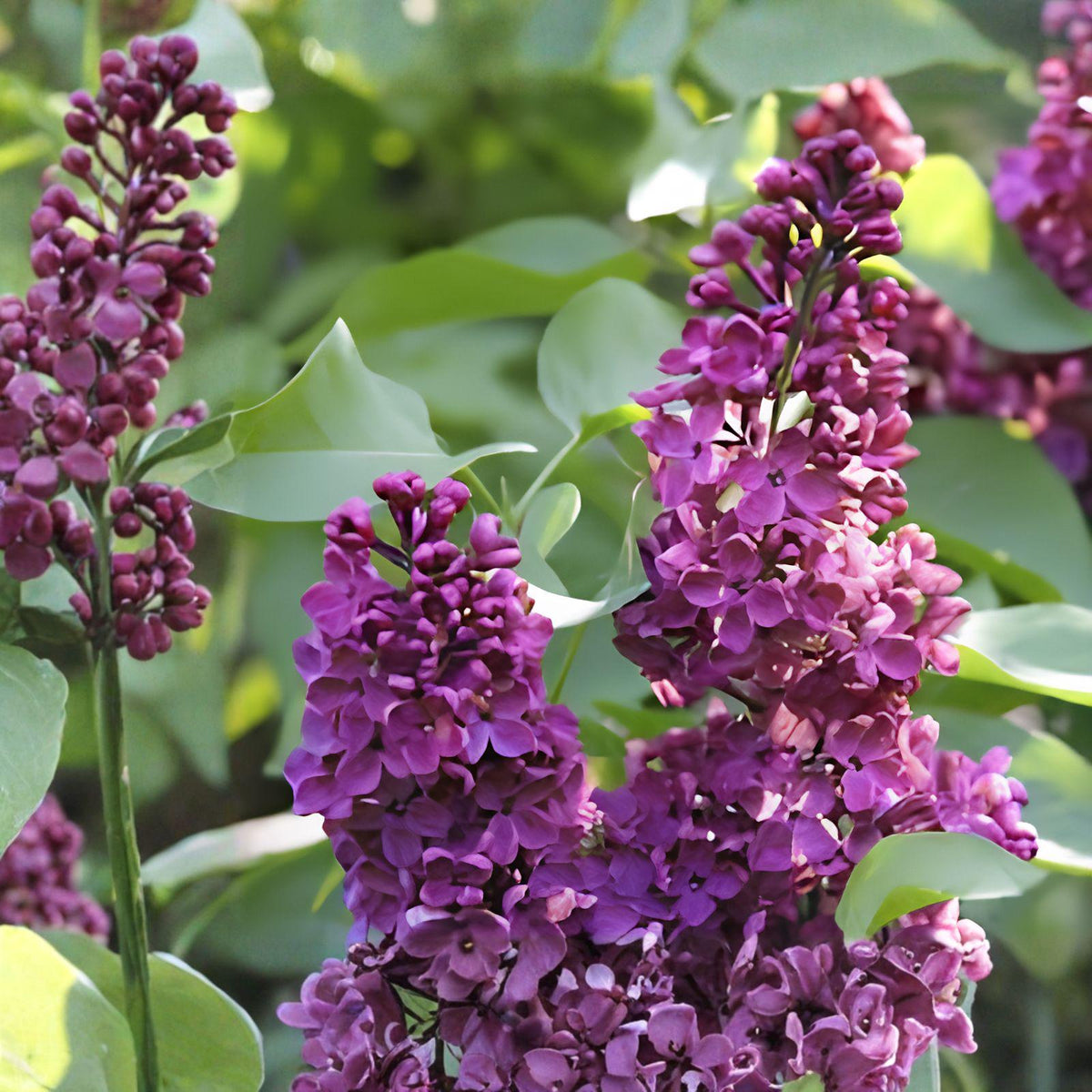 Royalty Lilac Plant – Fragrant Purple Blooms, Syringa vulgaris 'Royalty' – Live Shrub for Garden, Hedges, and Borders