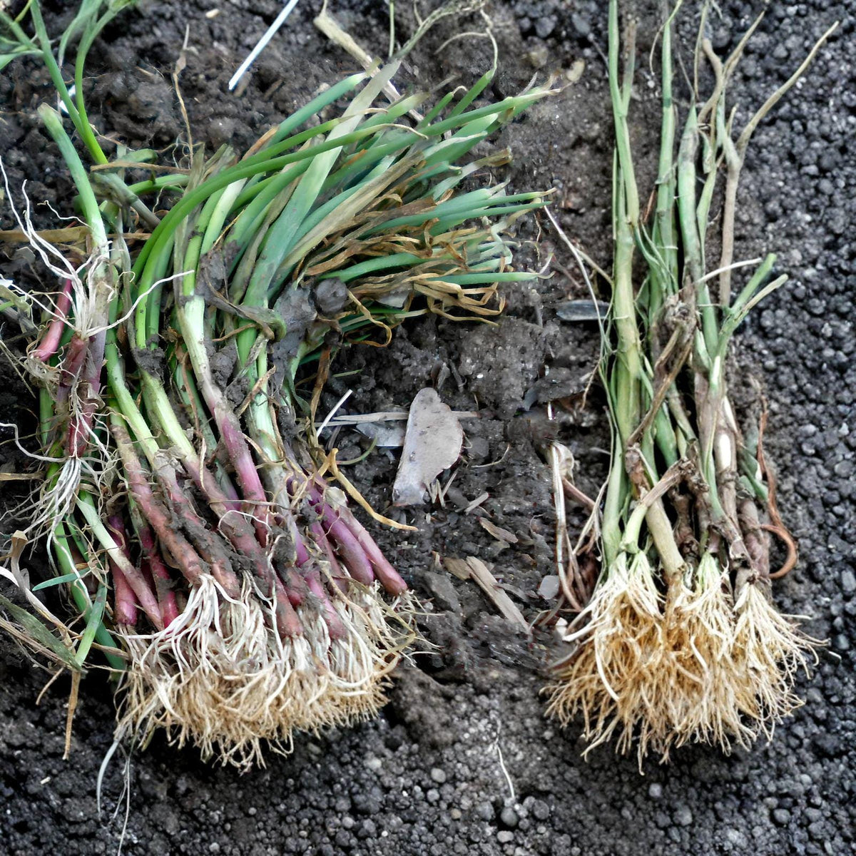Candy Sweet Onion Starter Plants – Large Bulb Variety, Allium cepa, Live Vegetable Plants, Easy Grow, Sweet Flavor, Bundle of 30