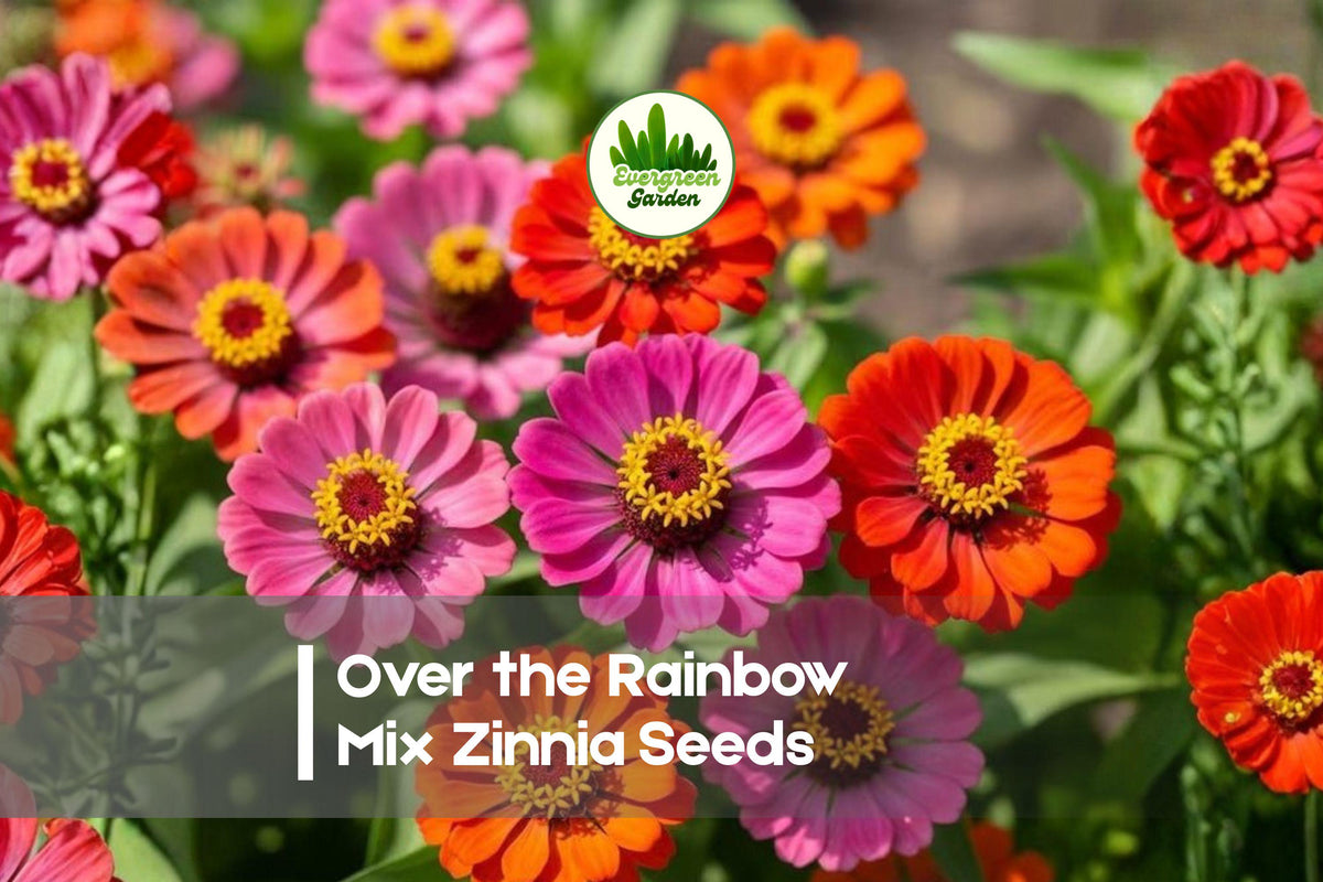 Over the Rainbow Mix Zinnia Seeds – Vibrant Colorful Flower Mix for Gardens & Cut Flowers – Zinnia elegans