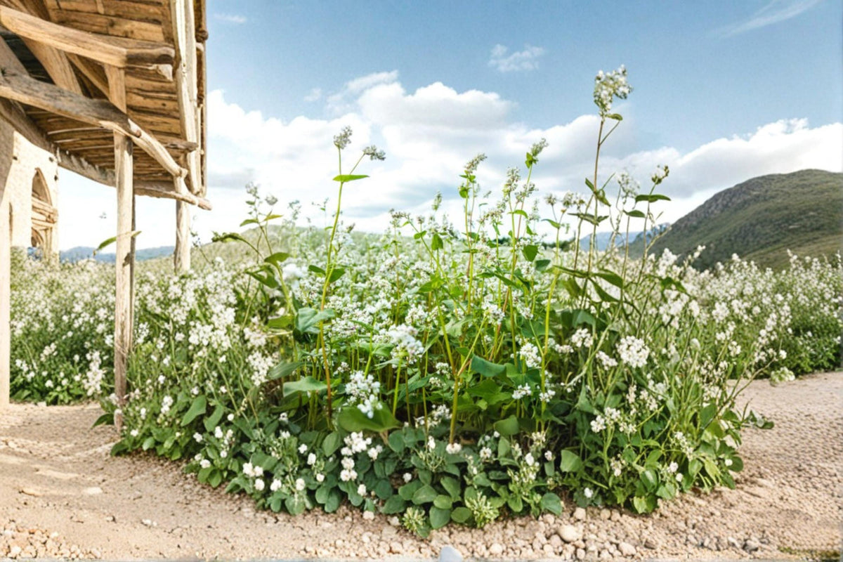 Buckwheat Seeds Fagopyrum esculentum Cover Crop Grain Plant for Garden and Field Planting
