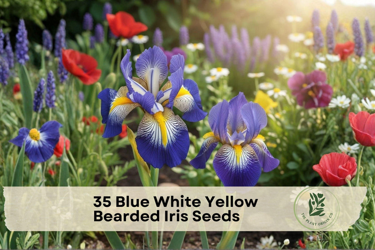 Bearded Iris Seeds – Blue, White, Yellow Patterned Blooms – Iris germanica Perennial Flower Seeds for Borders & Garden Displays
