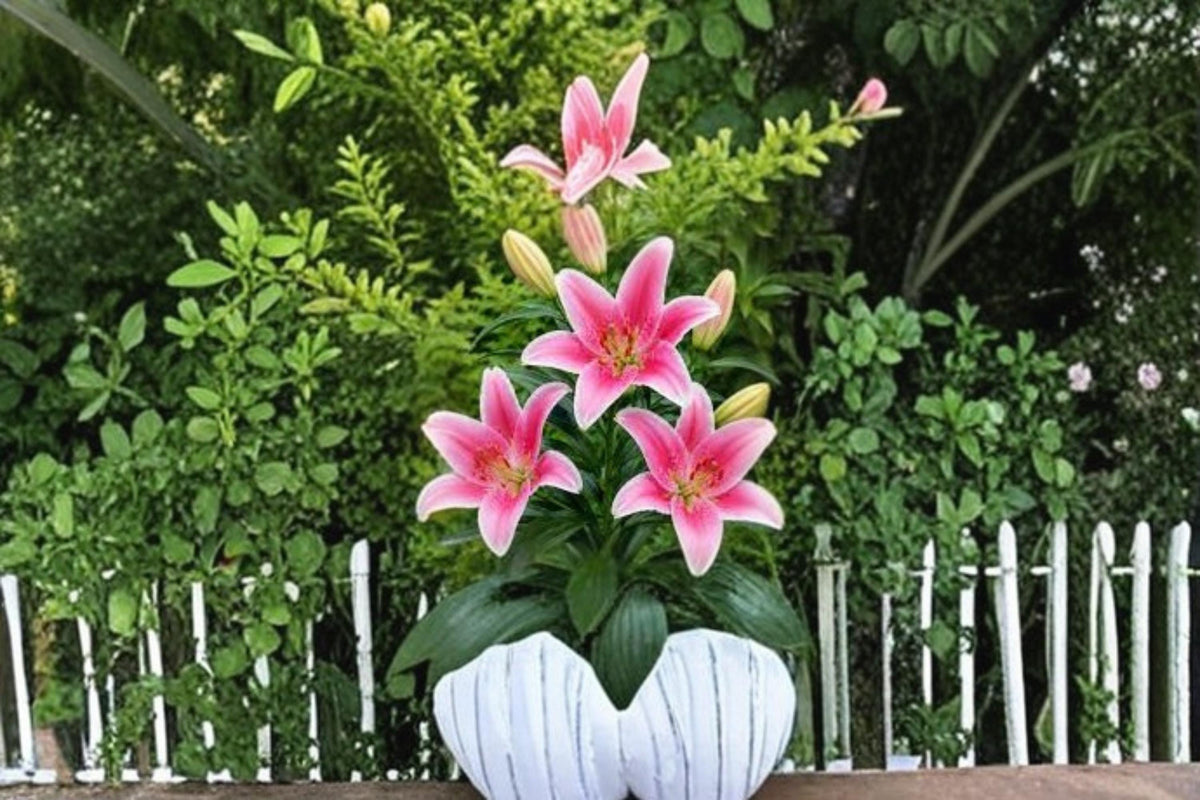 Sorbonne Oriental Lily Bulbs – Pink & White Fragrant Flowers – Lilium orientalis – Garden Border Perennial Plant