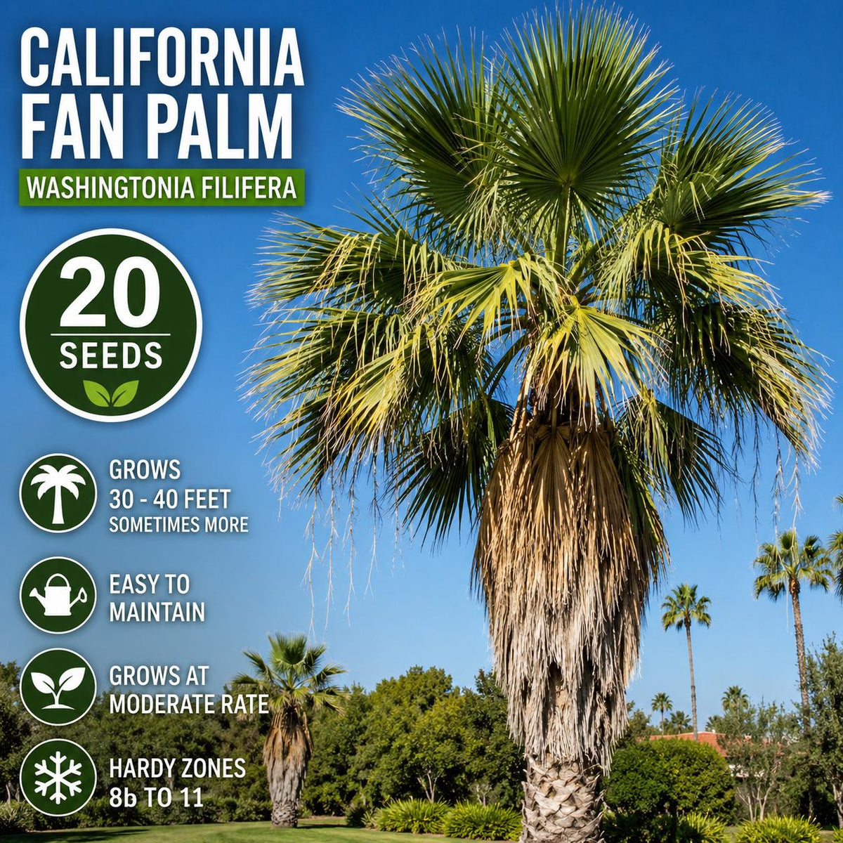 California Fan Palm Seeds – Washingtonia filifera – Ornamental Palm Tree for Gardens and Landscapes