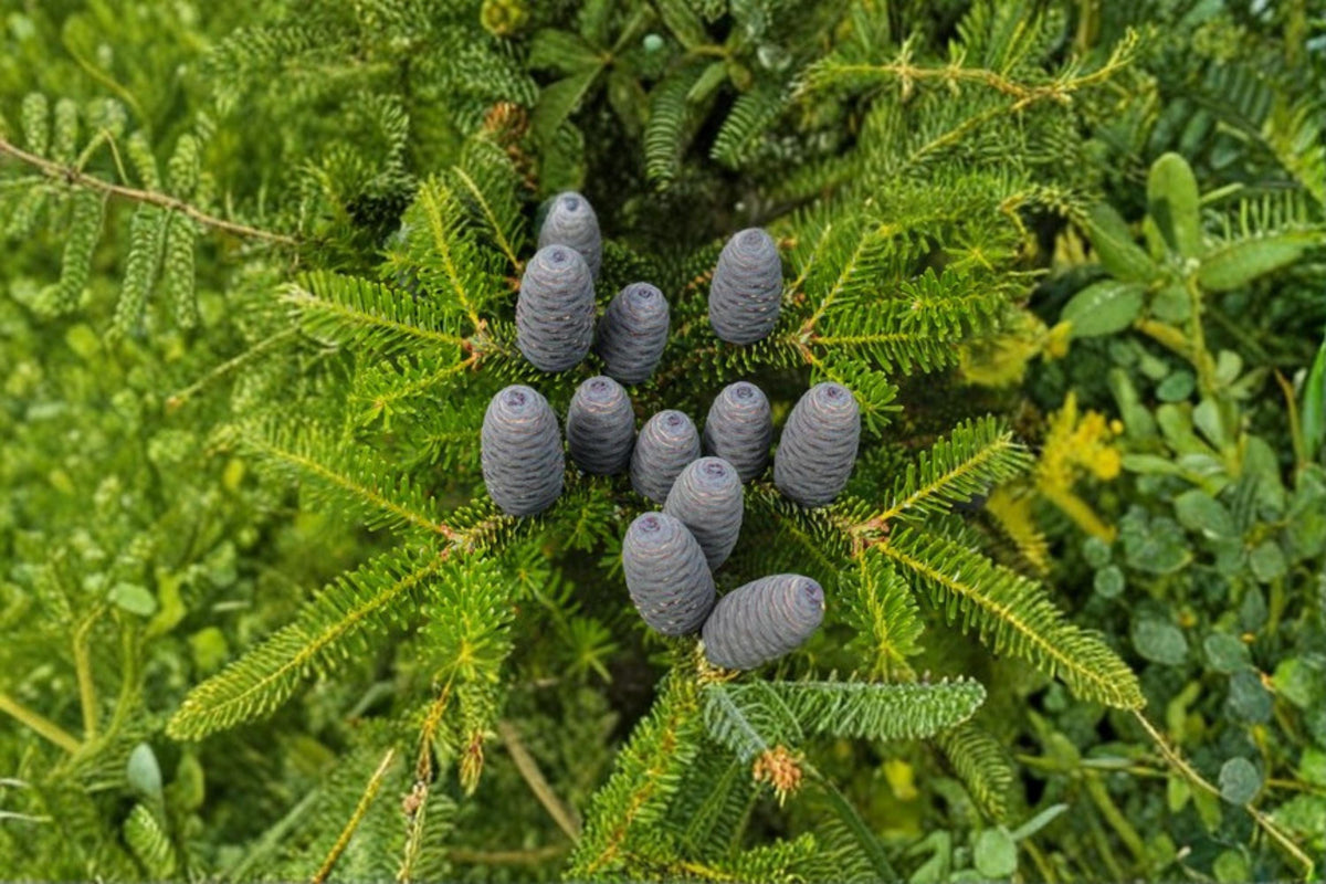 Balsam Fir Seeds – Abies balsamea Evergreen Conifer for Ornamental & Conifer Collections