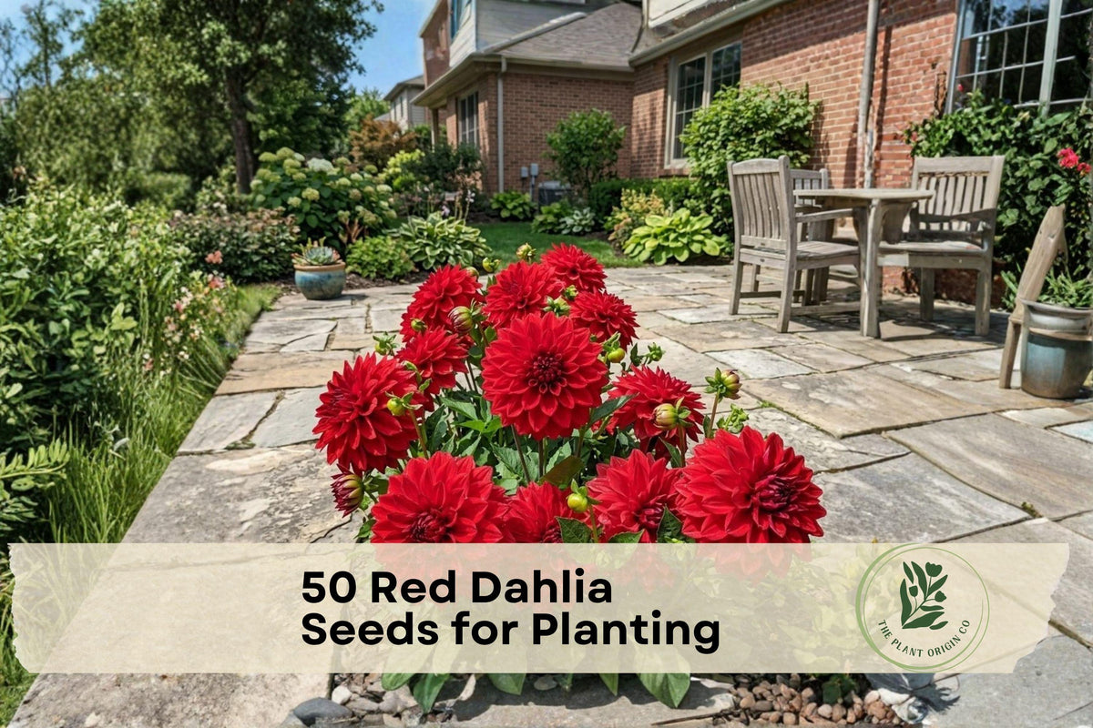 50 Red Dahlia Seeds for Planting – Vibrant Red Flowering Ornamental Dahlia pinnata for Gardens, Borders, Containers