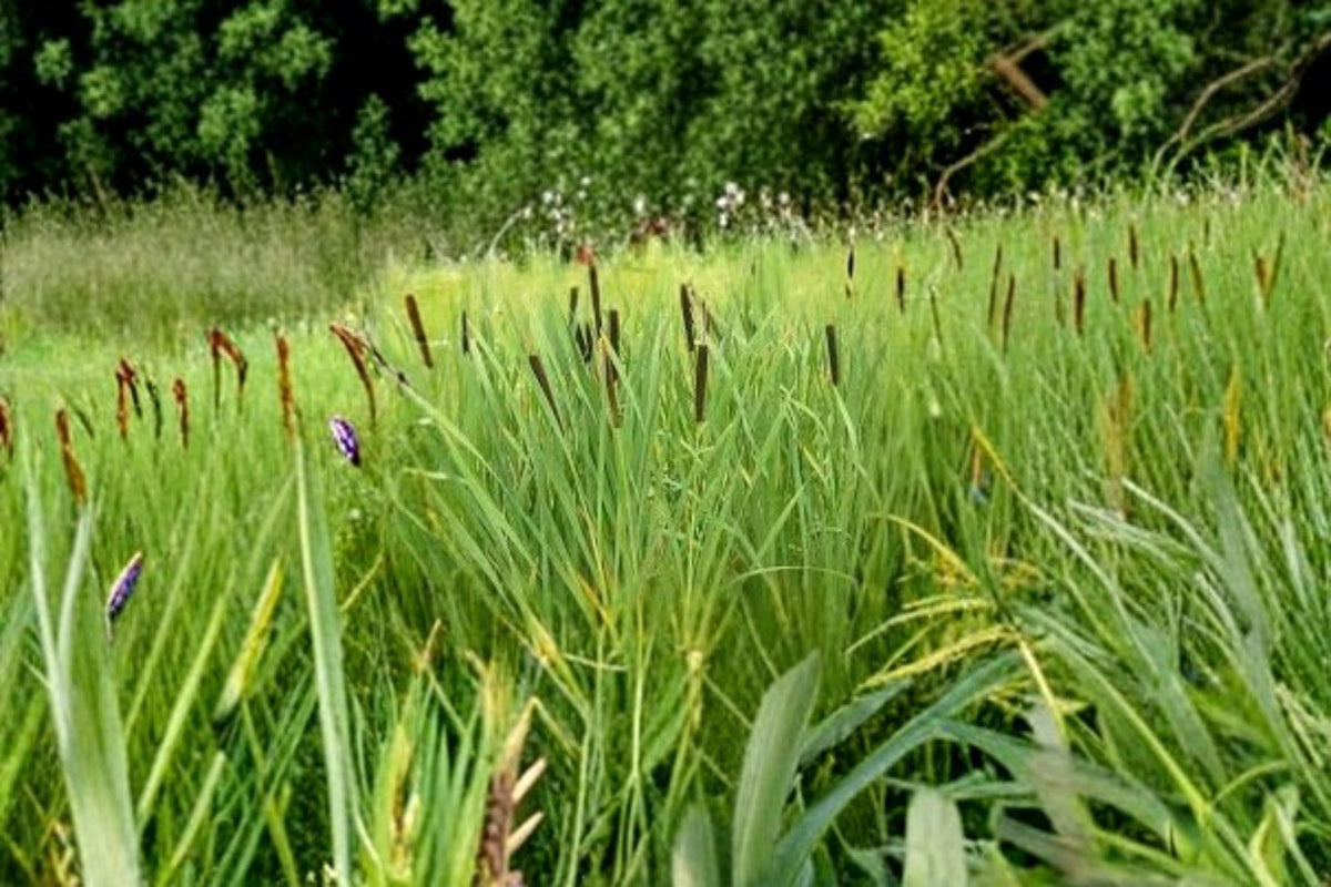 Common Cattail Seeds – Typha latifolia, Wetland Aquatic Perennial Plant for Ponds & Water Gardens, 600 Seeds