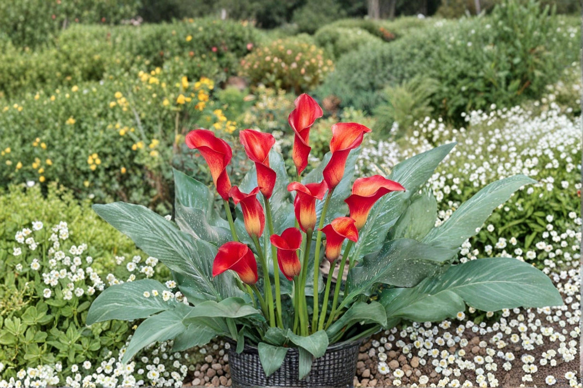 Red Calla Lily Bulbs – Zantedeschia Hybrid, Vibrant Red Flowers, Ornamental Perennial for Garden, Container & Landscape