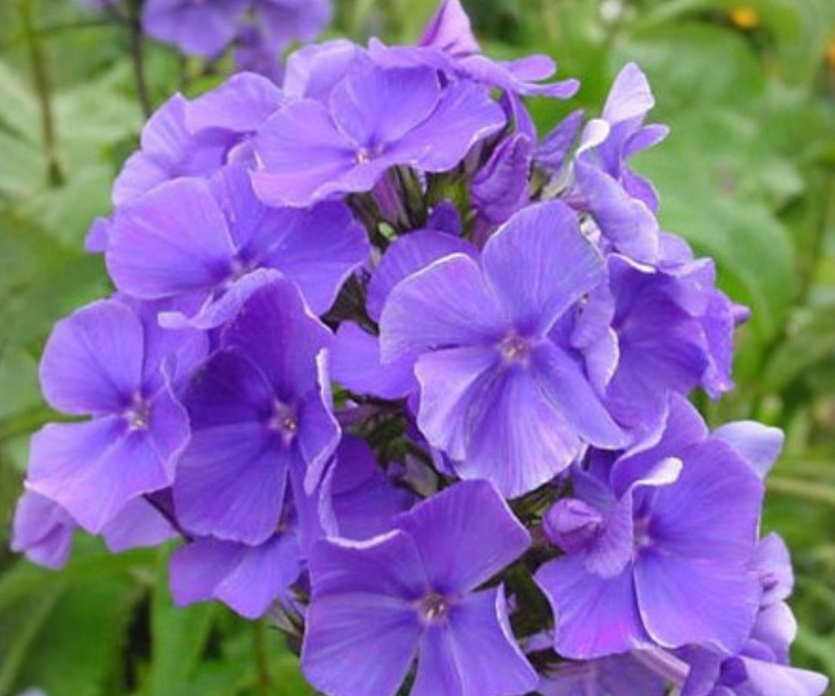 Phlox Blue Paradise Bare Root Plant – Fragrant Blue-Violet Summer Flowers, Pollinator-Friendly, Herbaceous Perennial, Zone 4-8